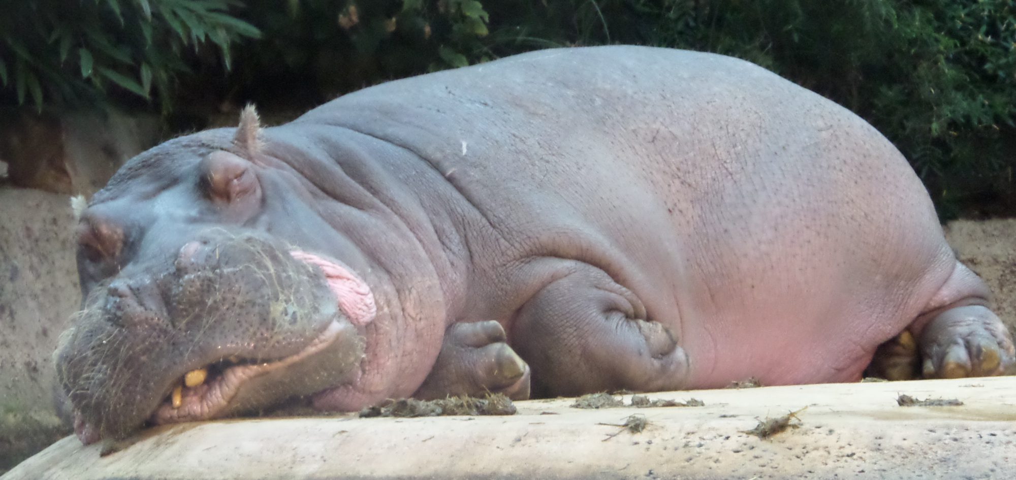 Hippo Hubbubs SDC